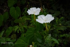 Ipomoea violacea